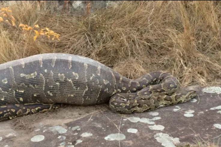 Some animals can survive without food for months [EnviroNewsNigeria]