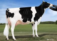 Missy the Cow [Cowsmo]