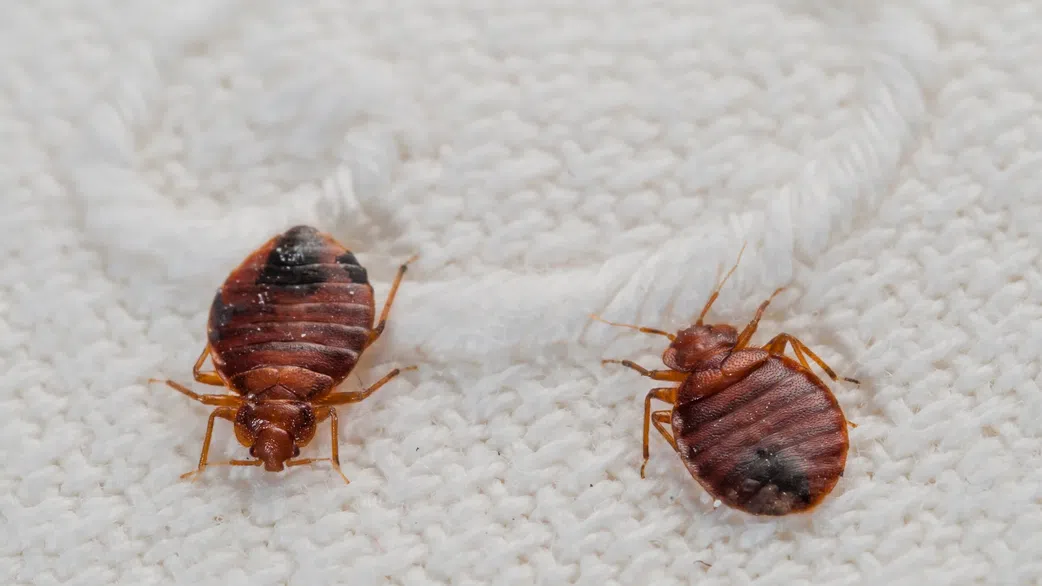Avoid These Places: 10 countries battling bed bug outbreaks