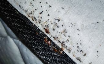 Avoid These Places: 10 countries battling bed bug outbreaks