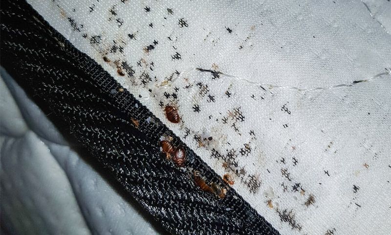 Avoid These Places: 10 countries battling bed bug outbreaks