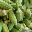 Okra: The health benefits of this plant are wonderful