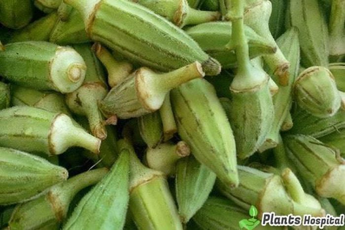 Okra: The health benefits of this plant are wonderful