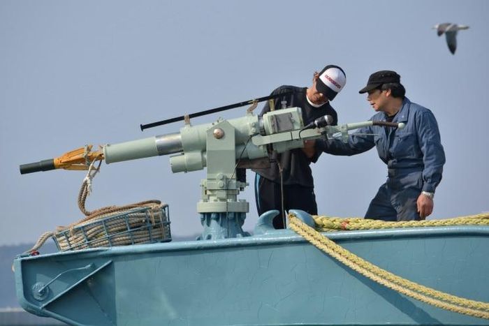 In this file photo taken on April 25, 2014 crew members of a whaling ship check a whaling gun or harpoon before departure at Ayukawa port in Ishinomaki City