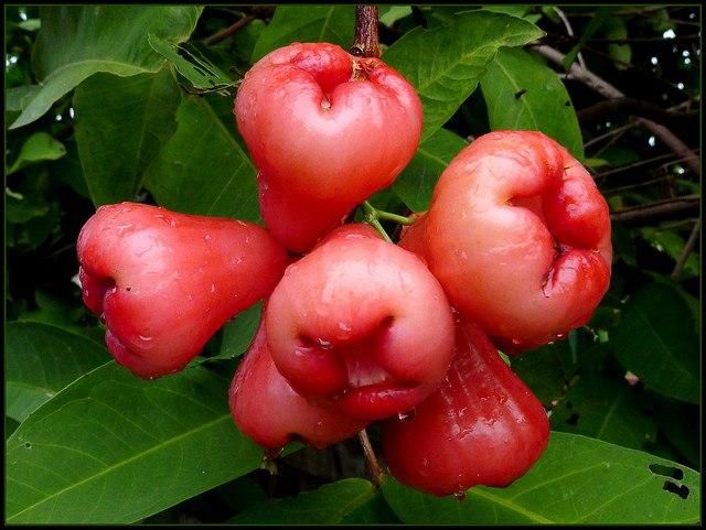 Real names of popular Nigerian fruits- Rose Apple