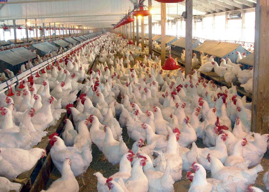 Coronavirus: Poultry farmers have lost 35% resources - association ...