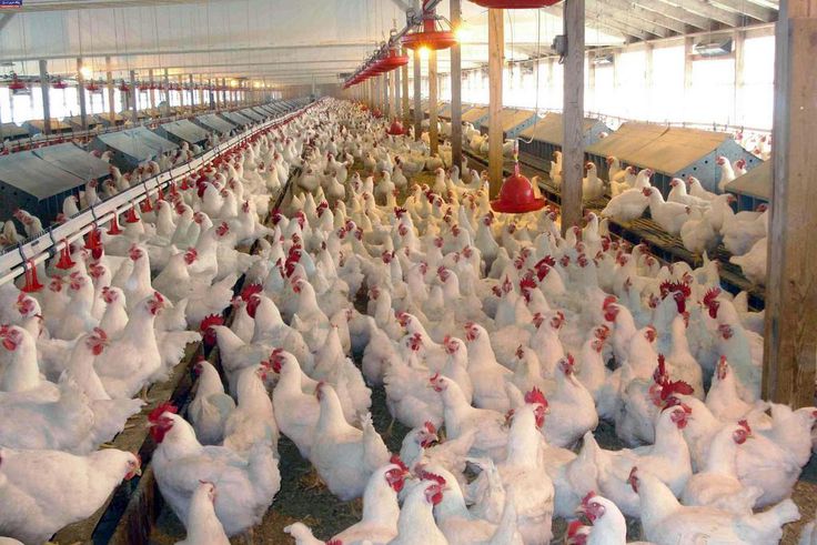 Ever thought of starting poultry business on a small scale? Here's how [makemoney]