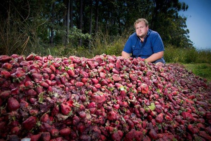Australian growers such as Braetop Berries strawberry farmer Aidan Young are having to destroy crops after a nationwide scare over strawberries pierced with needles
