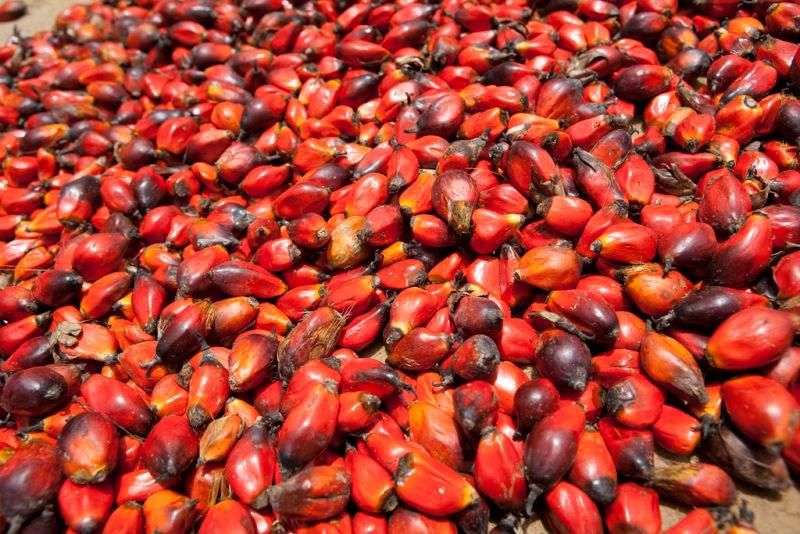 ___8906015___2018___9___26___20___palm-fruits