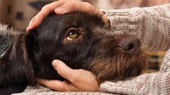 5 unbelievable sicknesses you can get from your dog. [helpguide]