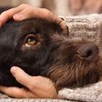 5 unbelievable sicknesses you can get from your dog. [helpguide]