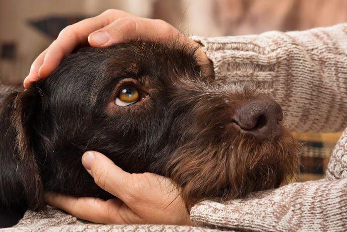5 unbelievable sicknesses you can get from your dog. [helpguide]