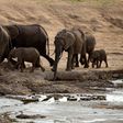 Attacks by elephants are common in Zimbabwe