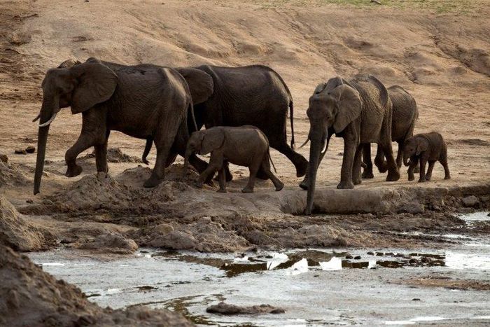 Attacks by elephants are common in Zimbabwe