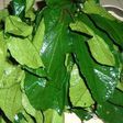 Ugu: Why you should include this vegetable in your daily diet. [hintng]