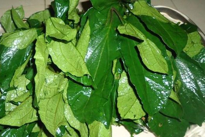 Ugu: Why you should include this vegetable in your daily diet. [hintng]
