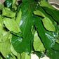 Ugu: Why you should include this vegetable in your daily diet. [hintng]