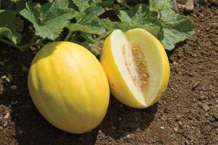 Why you should ditch watermelon for golden melon. [scoopernews]