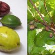 You probably didn't know the names of these popular Nigerian fruits