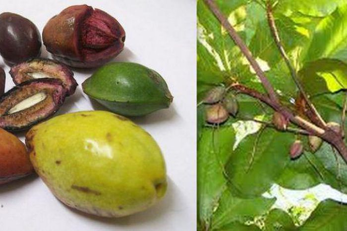 You probably didn't know the names of these popular Nigerian fruits