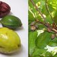 You probably didn't know the names of these popular Nigerian fruits