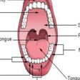 Types of teeth and their common problems