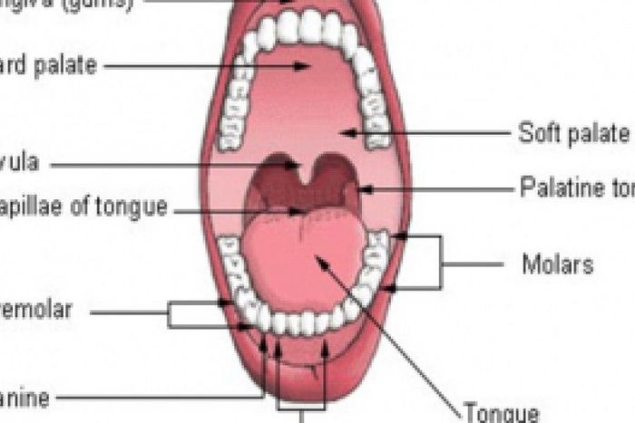 Types of teeth and their common problems