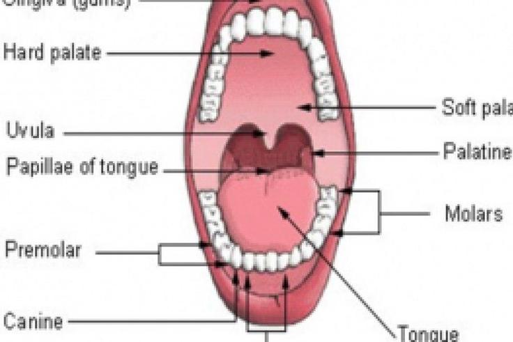 Types of teeth and their common problems