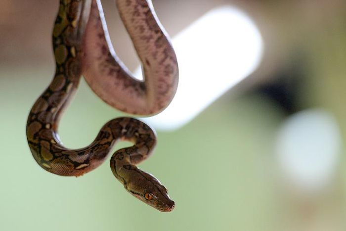 Chanel has made the world a little safer for snakes