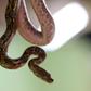 Chanel has made the world a little safer for snakes