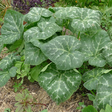 Pumpkin leaf: The health benefits of this plant are unbelievable [Healthy Advice]