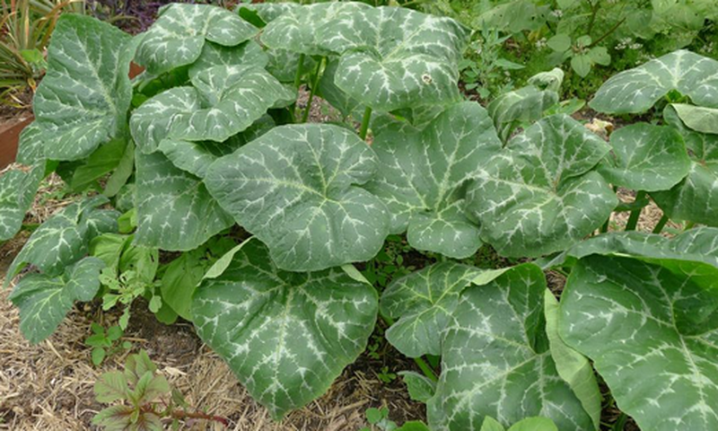 Pumpkin leaf: The health benefits of this plant are unbelievable [Healthy Advice]