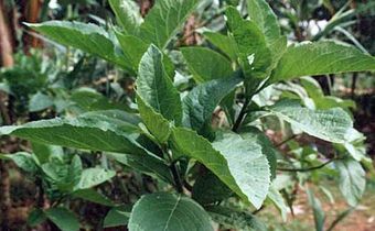 Bitter leaf plant