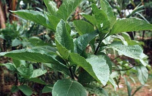 Bitter leaf plant