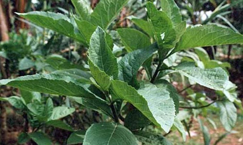 Bitter leaf plant
