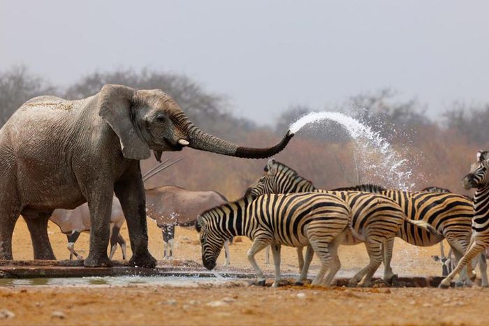Yankari game reserve