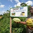 Podcast: A small farmer in Ivory Coast's CAYAT cooperative, which grows fairtrade-certified cocoa. The message on the board reads: "CAYAT says no to child labour"