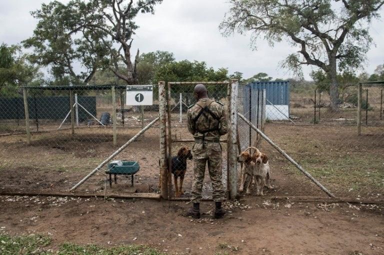 South Africa's Kruger National Park says its detection technologies, sniffer dogs and surveillance aircraft are having an impact in the anti-poaching battle