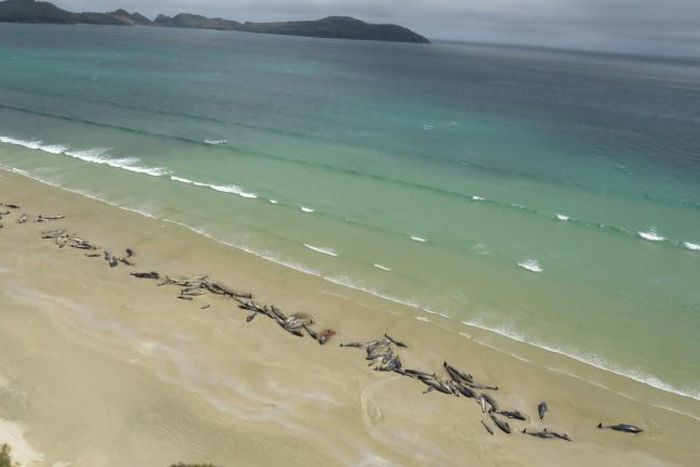 Some 145 pilot whales all died after they beached last weekend at Stewart Island, off the southern coast of the South Island