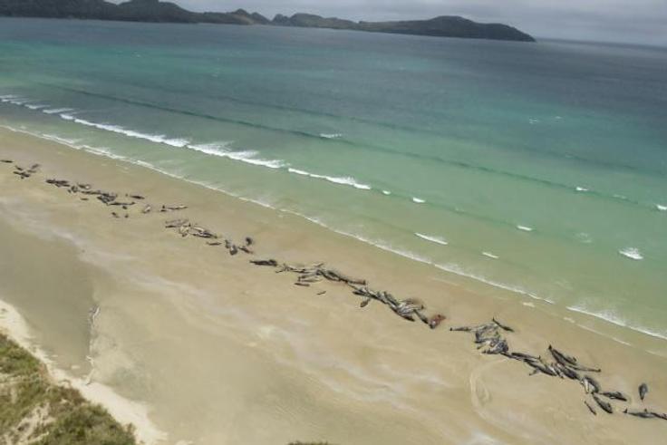 Some 145 pilot whales all died after they beached last weekend at Stewart Island, off the southern coast of the South Island