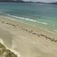 Some 145 pilot whales all died after they beached last weekend at Stewart Island, off the southern coast of the South Island