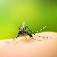 Malaria Parasite: 5 home remedies to get rid of this disease