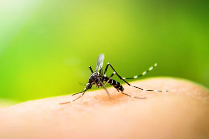 Malaria Parasite: 5 home remedies to get rid of this disease