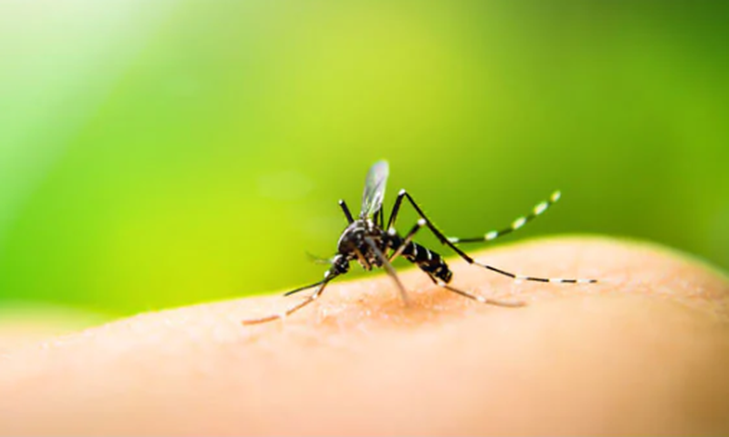 Malaria Parasite: 5 home remedies to get rid of this disease