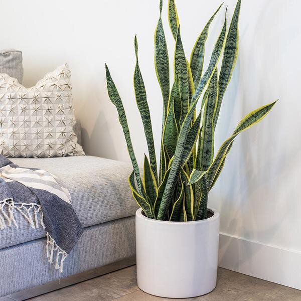 snake-plant
