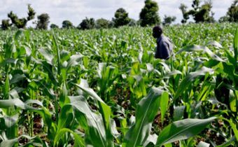 Ebonyi LG chairman considers resigning as warlords behead man on his farm