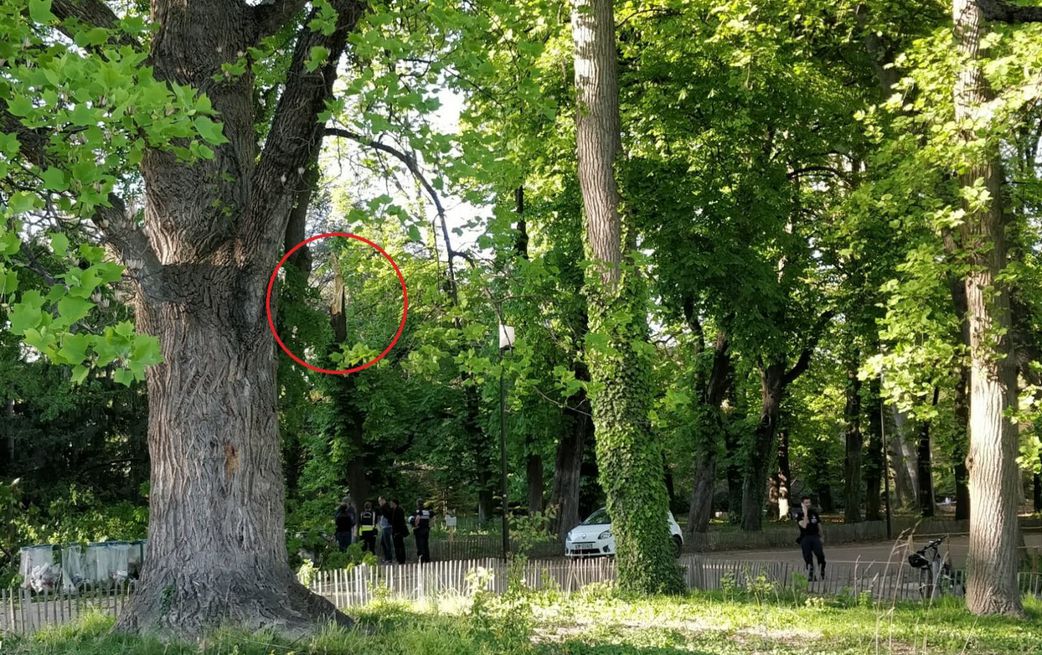 Le berger perché sur un baobab pour prendre sa pause meurt lors d’une chute