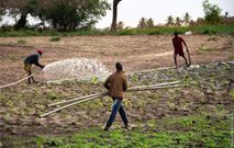 Thiès : un cultivateur violemment agressé après avoir filmé un berger à son insu