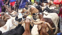 Un réseau de voleurs de bétail démantelé, 72 moutons saisis