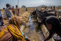 Sénégal : vers la fin de l'épidémie de la fièvre de la vallée du Rift, zéro décès en 10 jours